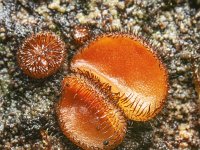 Scutellinia scutellata 4, Gewone wimperzwam, Saxifraga-Luuk Vermeer