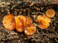 Scutellinia scutellina 6, Gewone wimperzwam, Saxifraga-Luuk vermeer