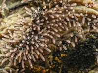 Stemonitopsis typhyna 2, Zilveren schijnpluimpje, Saxifraga-Luuk Vermeer