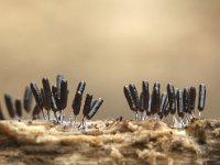 Stemonitopsis typhyna 5, Zilveren schijnpluimpje, Saxifraga-Luuk Vermeer