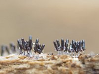 Stemonitopsis typhyna 6 Zilveren schijnpluimpje, Saxifraga-Luuk Vermeer