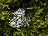 Stemonitopsis typhyna 8, Zilveren schijnpluimpje, Saxifraga-Luuk Vermeer