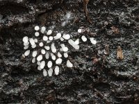 Stemonitopsis typhyna 9, Zilveren schijnpluimpje, Saxifraga-Luuk Vermeer