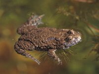 Bombina bombina 6, Roodbuikvuurpad, Saxifraga-Edo van Uchelen