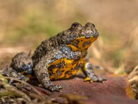 Yellow bellied toad  Yellow-bellied toad (Bombina variegata) in grass with blurred background : amphibian, animal, background, beautiful, bellied, belly, bombina, brown, close-up, closeup, creature, cute, environment, europe, eyes, fauna, frog, garden, green, horizontal, isolated, looking, macro, moss, mountain, natural, nature, nobody, one, orange, outdoor, sitting, species, spring, studio, toad, variegata, vertebrate, view, water, white, wild, wildlife, yellow, yellow-bellied
