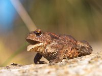 Common toad Bufo Bufo croaking  Common toad Bufo Bufo croaking : Bufo bufo, Veluwe, amphibian, animal, anuran, atmosphere, background, blue, body, brown, bufo, climb, close up, closeup, common, croaking, european, eye, eyed, forest, frog, garden, grass, gray, ground, habitat, hop, image, jump, large, leg, life, living, macro, meadow, mood, mouth, nature, open, skin, sky, summer, toad, tree, trill, tropical, voice, wart, warty, water, wet, wild, wood