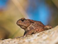 Common toad Bufo Bufo on log side view  Common toad Bufo Bufo on log side view : Bufo bufo, Veluwe, amphibian, animal, anuran, atmosphere, background, blue, body, brown, bufo, climb, close up, closeup, common, european, eye, eyed, forest, frog, garden, grass, gray, ground, habitat, hop, image, jump, large, leg, life, living, macro, meadow, mood, mouth, nature, skin, sky, summer, toad, tree, trill, tropical, voice, wart, warty, water, wet, wild, wood