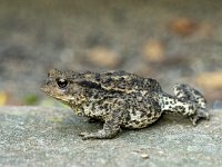 D_Gewone Pad #1448 : Bufo bufo, Common toad, Gewone pad