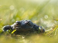Common toad (Bufo bufo) with lots of lens flare  Common toad (Bufo bufo) in a field of grass with morning dew and lots of lens flare : Bufo bufo, amphibian, animal, art, background, blade, bright, bufo, closeup, colors, detail, dew, droplets, drops, environment, fauna, field, flare, foliage, fresh, freshness, frog, grass, green, greenery, growth, horizontal, lawn, leaves, lens flare, light, liquid, meadow, morning, natural, nature, nobody, outdoors, plant, raindrop, reflection, shine, small, sparkle, spring, summer, sun, texture, toad, vivid, water, wet, wild, wildlife