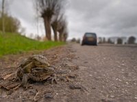 Mating toad are crossing a road  A pair of mating European Toad (Bufo bufo) are about to cross a dangerous road : Bufo bufo, Netherlands, Protection, amphibian, amplex, amplexus, animal, background, blurred, bokeh, breeding, brown, bufo, car, closeup, common, couple, cross, crossing, ecosystem, environment, european, fauna, female, frog, grass, green, habitat, love, macro, male, march, mate, natural, nature, pair, partner, protect, reproduce, reproduction, road, roadkill, route, safety, sex, spring, street, toad, two, wild, wildlife
