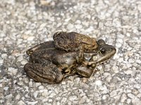 Groene kikker met Gewone pad  Common Toad (Bufo bufo) on back of Green frog (Pelophylax sp. ) in grip known as Amplexus. : amphibian, amphibians, fauna, animal, animals, frog, toad, nature, natural, amplexus