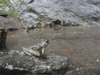 Discoglossus montalentii 4, Corsicaanse schijftongkikker, Saxifraga-Rob Felix : Amphibia, Amphibian, Animalia, Anura, Chordata, amfibie, amfibieën, animal, dier, dieren, frogs and toads, gewervelde dieren, kikkers en padden, vertebraat, vertebrate