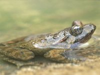 Discoglossus sardus, Tyrrhenian Painted Frog