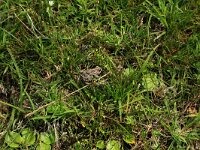Epidalea calamita 30, Rugstreeppad, Saxifraga-Hans Boll