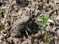 Epidalea calamita 39, Rugstreeppad, Saxifraga-Hans Dekker