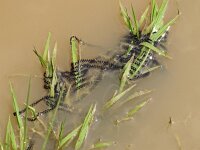 Epidalea calamita 42, Rrugstreeppad, Saxifraga-Hans Grotenhuis