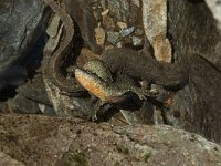 Euproctus asper 13, Pyreneeenbeeksalamander, Saxifraga-Willem van Kruijsbergen