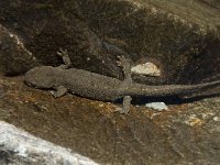 Euproctus asper 14, Pyreneeenbeeksalamander, Saxifraga-Willem van Kruijsbergen