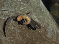 Euproctus asper 3, Pyreneeenbeeksalamander, Saxifraga-Willem van Kruijsbergen
