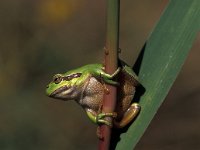 Hyla arborea, Common Tree Frog