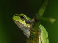 Hyla arborea 114, Boomkikker, adult, Saxifraga- Theo Verstrael