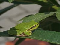 Hyla arborea 41, Boomkikker, Saxifraga-Jeroen Willemsen