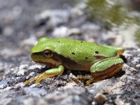 Hyla arborea 42, Boomkikker, Saxifraga-Jeroen Willemsen