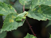 Hyla arborea 94, Boomkikker, Saxifraga-Hans Dekker