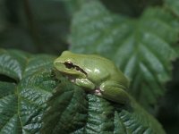 Hyla meridionalis, Mediterranean Tree Frog