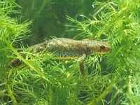 Ichthyosaura alpestris 10, female, Alpenwatersalamander, Saxifraga-Kees Marijnissen