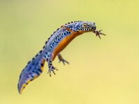 Alpine newt aquatic animal swimming in freshwater habitat  Alpine newt (Ichthyosaura alpestris) colorful male aquatic amphibian swimming in freshwater habitat of pond. Underwater wildlife scene of animal in nature of Europe. Netherlands. : Triturus, alpestris, alpine, alpine newt, amphibian, animal, aquarium, aquatic, background, beautiful, biology, close, closeup, color, colorful, colourful, conservation, dive, endangered, europe, european, eye, fauna, freshwater, garden pond, germany, horizontal, ichthyosaura, lizard, macro, mesotriton, natural, nature, newt, orange, outdoor, pond, red, salamander, species, swimming, underwater, water, wild, wilderness, wildlife