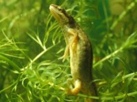 Lissotriton vulgaris 17, female, Kleine watersalamander, Saxifraga-Kees Marijnissen