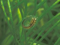 Lissotriton vulgaris 18, larva in egg, Kleine watersalamander, Saxifraga-Kees Marijnissen
