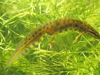 Lissotriton vulgaris 21, male, Kleine watersalamander, Saxifraga-Kees Marijnissen