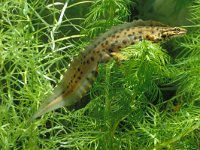 Lissotriton vulgaris 22, male, Kleine watersalamander, Saxifraga-Kees Marijnissen