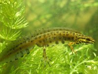 Lissotriton vulgaris 23, male, Kleine watersalamander, Saxifraga-Kees Marijnissen