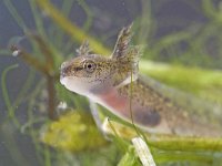 Lissotriton vulgaris 24, Kleine watersalamander, Saxifraga-Luc Hoogenstein : amfibie, amfibieën, amphibian
