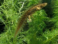 Lissotriton vulgaris 25, male, Kleine watersalamander, Saxifraga-Kees Marijnissen
