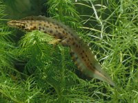 Lissotriton vulgaris 26, male, Kleine watersalamander, Saxifraga-Kees Marijnissen