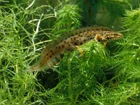 Lissotriton vulgaris 27, male, Kleine watersalamander, Saxifraga-Kees Marijnissen