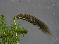 Lissotriton vulgaris 28, male, Kleine watersalamander, Saxifraga-Janus Verkerk