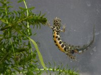 Lissotriton vulgaris 29, male, Kleine watersalamander, Saxifraga-Janus Verkerk