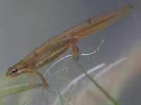 Lissotriton vulgaris 4, female, Kleine watersalamander, Saxifraga-Mark Zekhuis