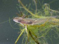 Lissotriton vulgaris 43, Kleine watersalamander, Saxifraga-Luc Hoogenstein : amfibie, amfibieën, amphibian