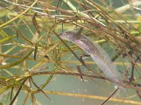 Lissotriton vulgaris 44, Kleine watersalamander, Saxifraga-Luc Hoogenstein : amfibie, amfibieën, amphibian