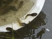 Pelobates fuscus 20, Knoflookpad, Saxifraga-Willem van Kruijsbergen