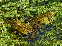 Middelste groen kikker #05 : Rana esculenta, Edible frog, Bastaardkikker of Middelste groene kikker