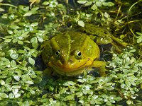Bastaardkikker #02 : Rana esculenta, Edible frog, Bastaardkikker of Middelste groene kikker