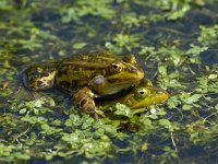 Middelste Groene Kikker #06 : Rana esculenta, Edible frog, Bastaardkikker of Middelste groene kikker