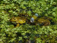 Middelste Groene Kikker #08 : Rana esculenta, Edible frog, Bastaardkikker of Middelste groene kikker